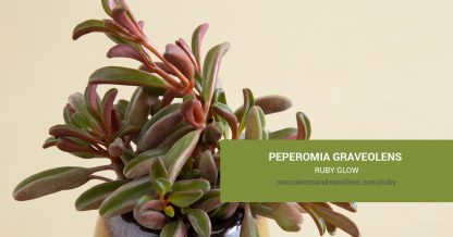 Peperomia graveolens Ruby Glow care and propagation information