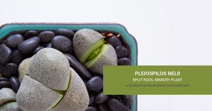 Pleiospilos nelii Split Rock care and propagation information