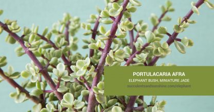 Portulacaria afra Elephant Bush care and propagation information