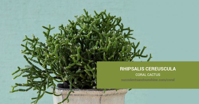 Rhipsalis cereuscula Coral Cactus care and propagation information