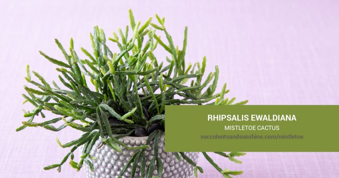 Rhipsalis ewaldiana Mistletoe Cactus care and propagation information