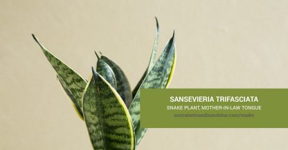 Sansevieria Snake Plant care and propagation information