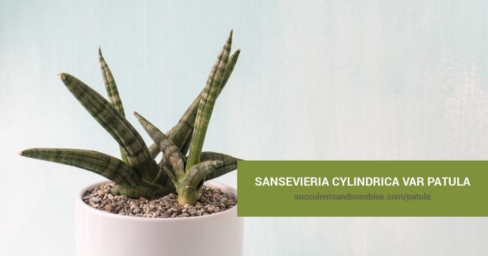 Sansevieria cylindrica var patula care and propagation information