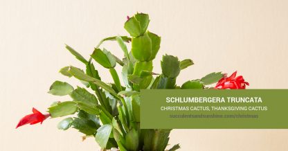 Schlumbergera Christmas Cactus care and propagation information