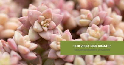 Sedeveria 'Pink Granite' care and propagation information