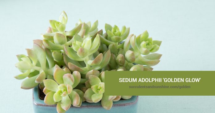 Sedum adolphii 'Golden Glow' care and propagation information