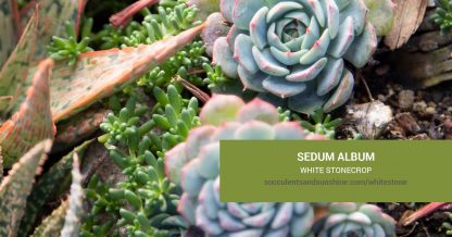 Sedum album White Stonecrop care and propagation information