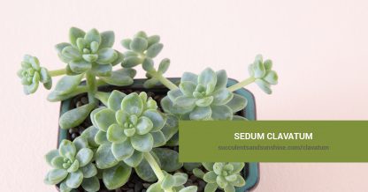 Sedum clavatum care and propagation information