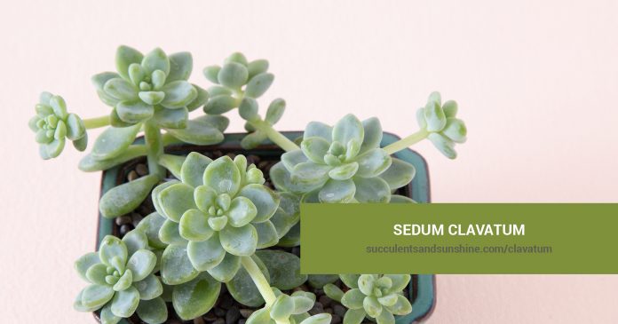 Sedum clavatum care and propagation information