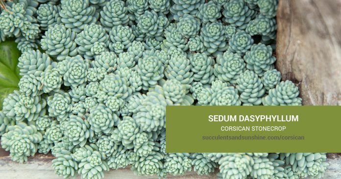 Sedum dasyphyllum Corsican Stonecrop care and propagation information