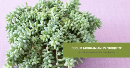 Sedum morganianum Burrito care and propagation information