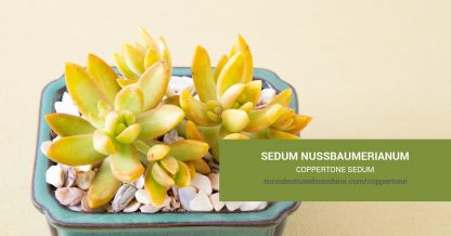 Sedum nussbaumerianum Coppertone Sedum care and propagation information