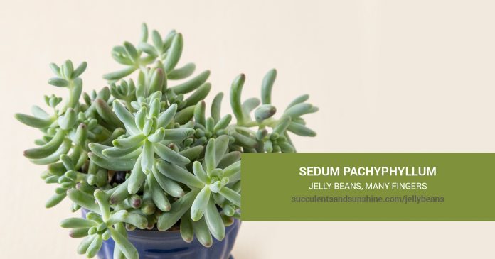 Sedum pachyphyllum Jelly Beans care and propagation information