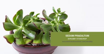 Sedum praealtum Shrubby Stonecrop care and propagation information