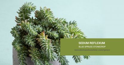 Sedum reflexum Spruce Leaved Stonecrop care and propagation information