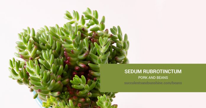 Sedum rubrotinctum Pork and Beans care and propagation information