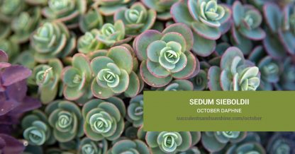 Sedum sieboldii October Daphne care and propagation information