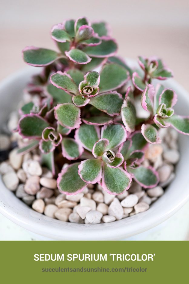 Sedum spurium 'Tricolor' care and propagation information