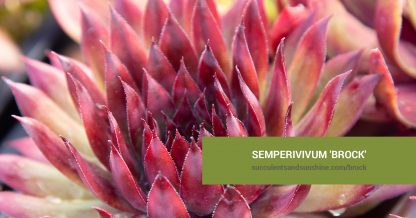 Semperivivum 'Brock' care and propagation information