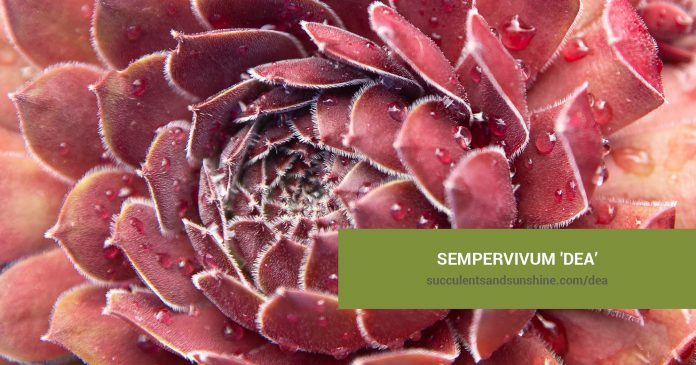 Sempervivum 'Dea' care and propagation information