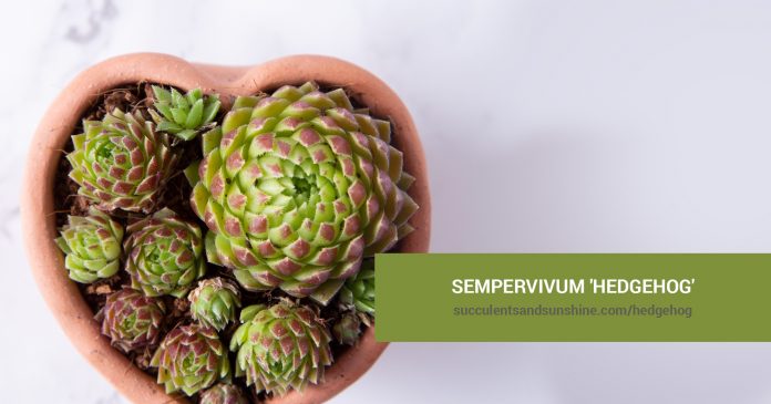 Sempervivum 'Hedgehog' care and propagation information