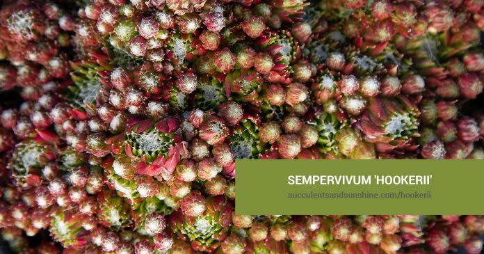 Sempervivum 'Hookerii' care and propagation information