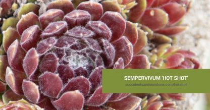 Sempervivum 'Hot Shot' care and propagation information