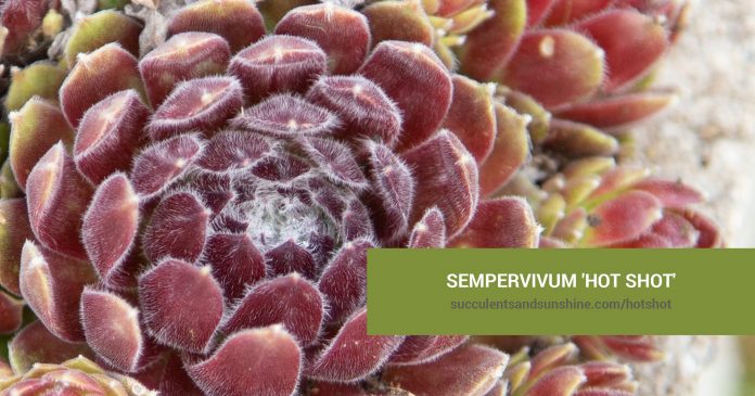 Sempervivum 'Hot Shot' care and propagation information