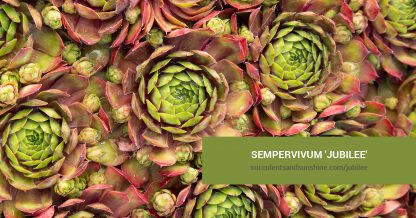 Sempervivum 'Jubilee' care and propagation information