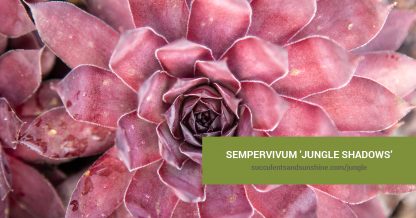 Sempervivum 'Jungle Shadows' care and propagation information