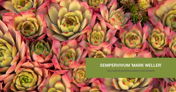 Sempervivum 'Mark Weller' care and propagation information