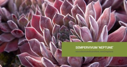 Sempervivum 'Neptune' care and propagation information