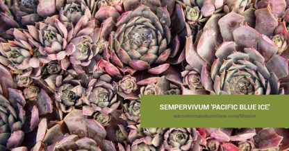 Sempervivum 'Pacific Blue Ice' care and propagation information