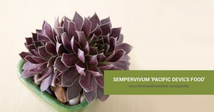 Sempervivum 'Pacific Devil's Food' care and propagation information