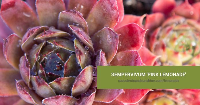 Sempervivum 'Pink Lemonade' care and propagation information