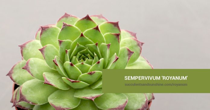 Sempervivum 'Royanum' care and propagation information