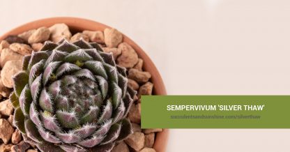 Sempervivum 'SIlver Thaw' care and propagation information