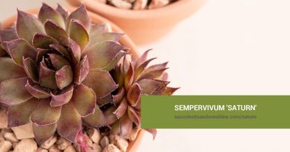 Sempervivum 'Saturn' care and propagation information