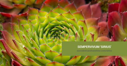 Sempervivum 'Sirius' care and propagation information