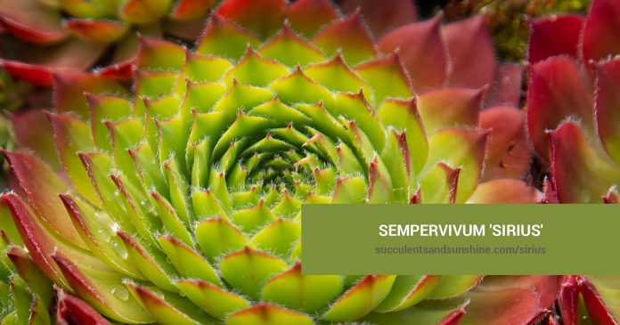 Sempervivum 'Sirius' care and propagation information