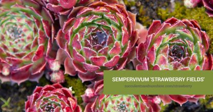 Sempervivum 'Strawberry Fields' care and propagation information