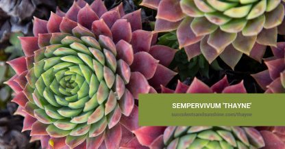 Sempervivum 'Thayne' care and propagation information