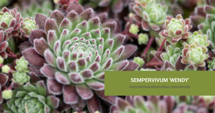 Sempervivum 'Wendy' care and propagation information