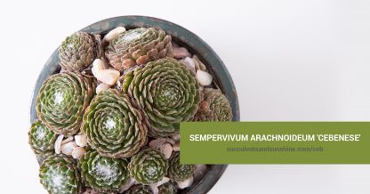 Sempervivum arachnoideum 'Cebenese' care and propagation information