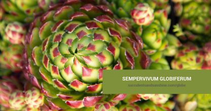 Sempervivum globiferum care and propagation information