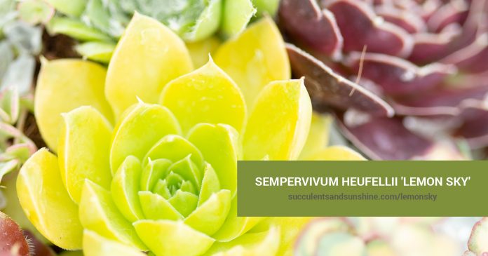 Sempervivum heufellii 'Lemon Sky' care and propagation information