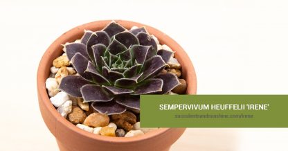 Sempervivum heuffelii 'Irene' care and propagation information