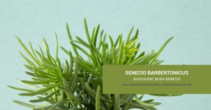 Senecio barbertonicus Succulent Bush Scare and propagation information