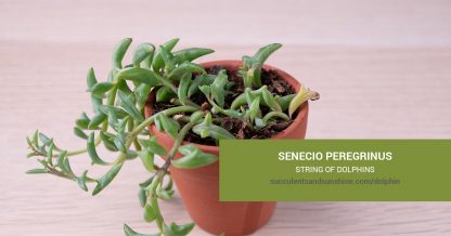 Senecio peregrinus String of Dolphins care and propagation information