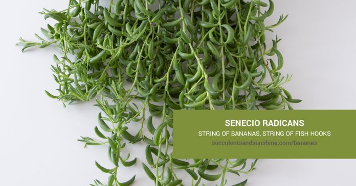 Senecio radicans String of Bananas care and propagation information